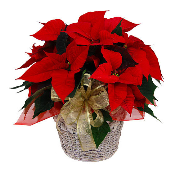 Christmas Poinsettia