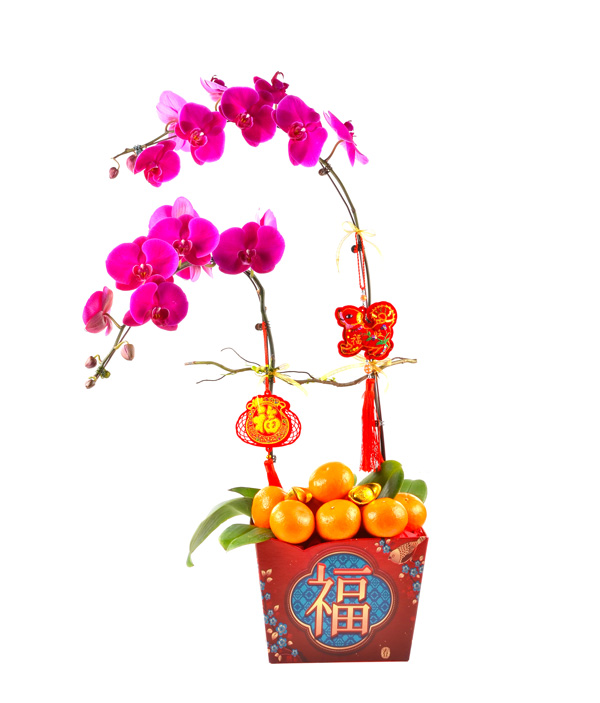 9125- Phalaenopsis orchids + 8 oranges