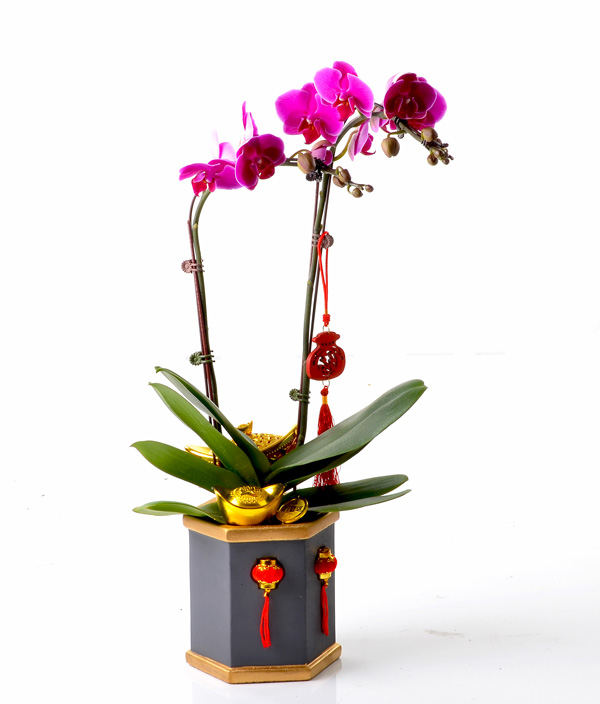 Orchids Plant + 2 Mandarin Oranges